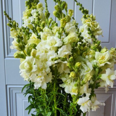 Snapdragons - Madame Butterfly Ivory