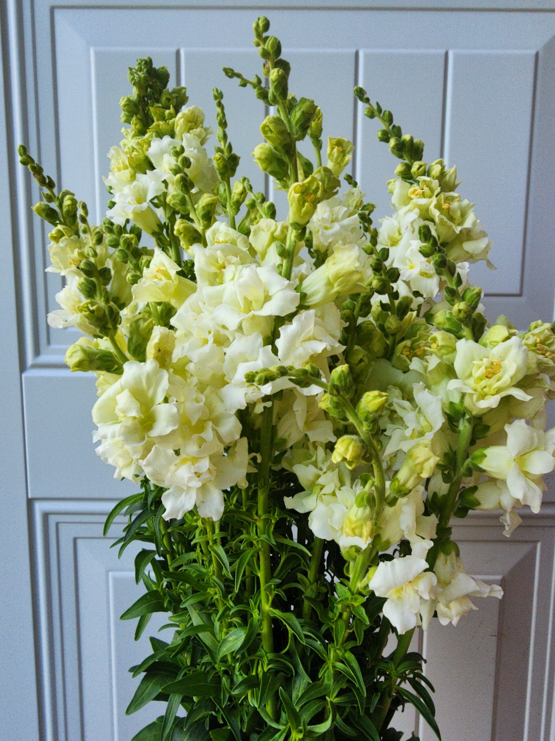Snapdragons - Madame Butterfly Ivory