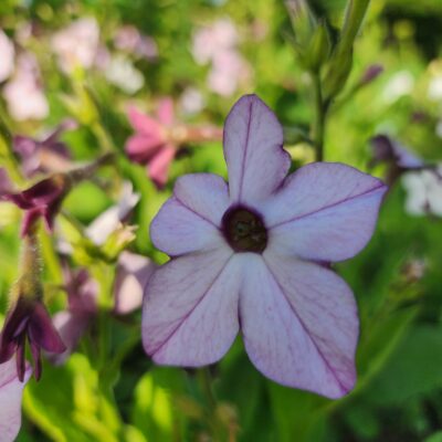 Nicotiana - Lavender