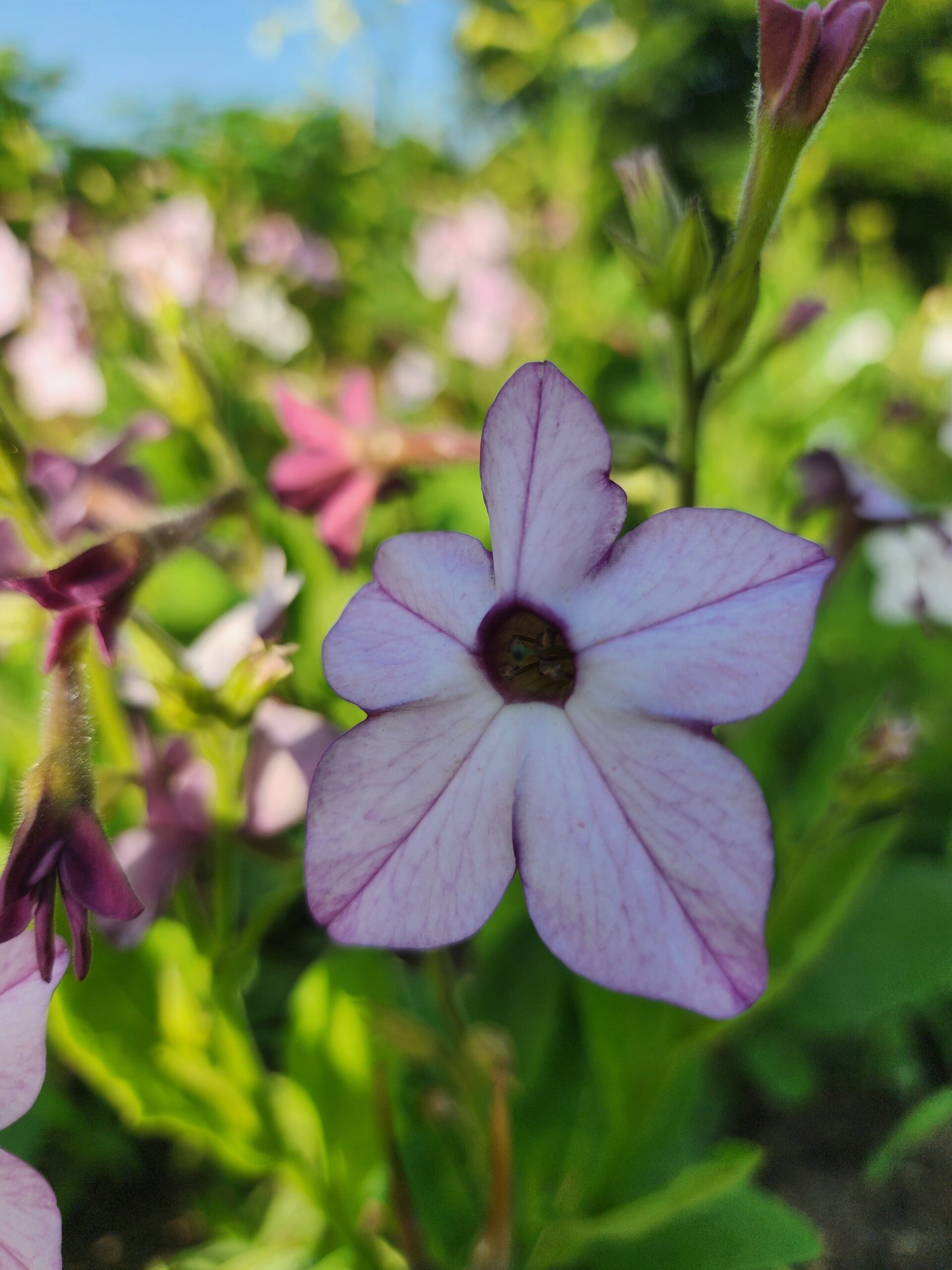 Nicotiana - Lavender