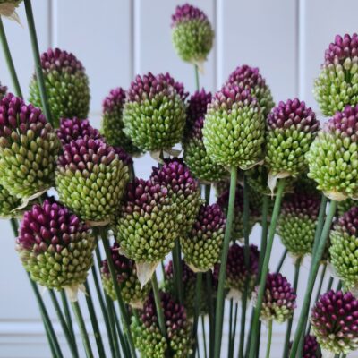 Drumstick Allium