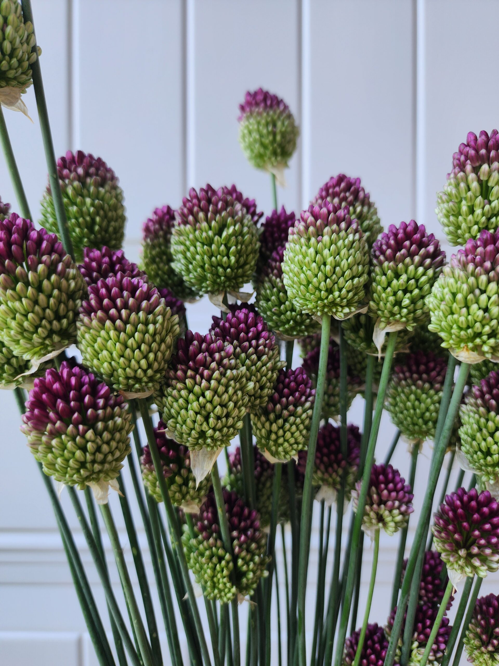 Drumstick Allium