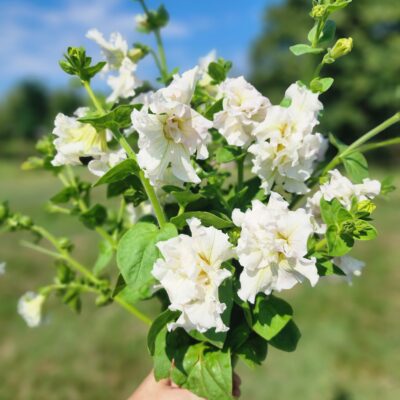 Italian Double Petunias - Doppio White