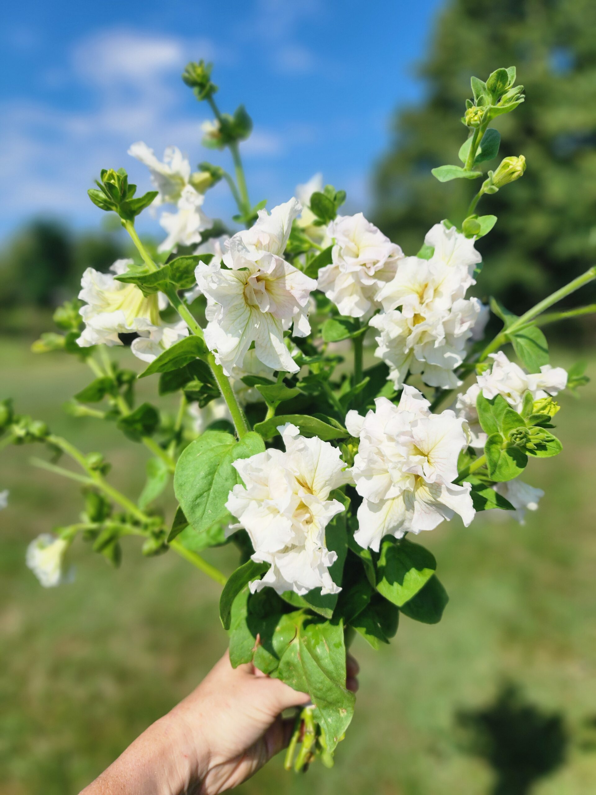Italian Double Petunias - Doppio White