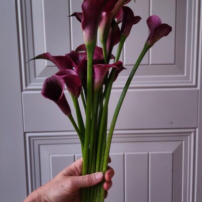 Calla Lily - Cantor