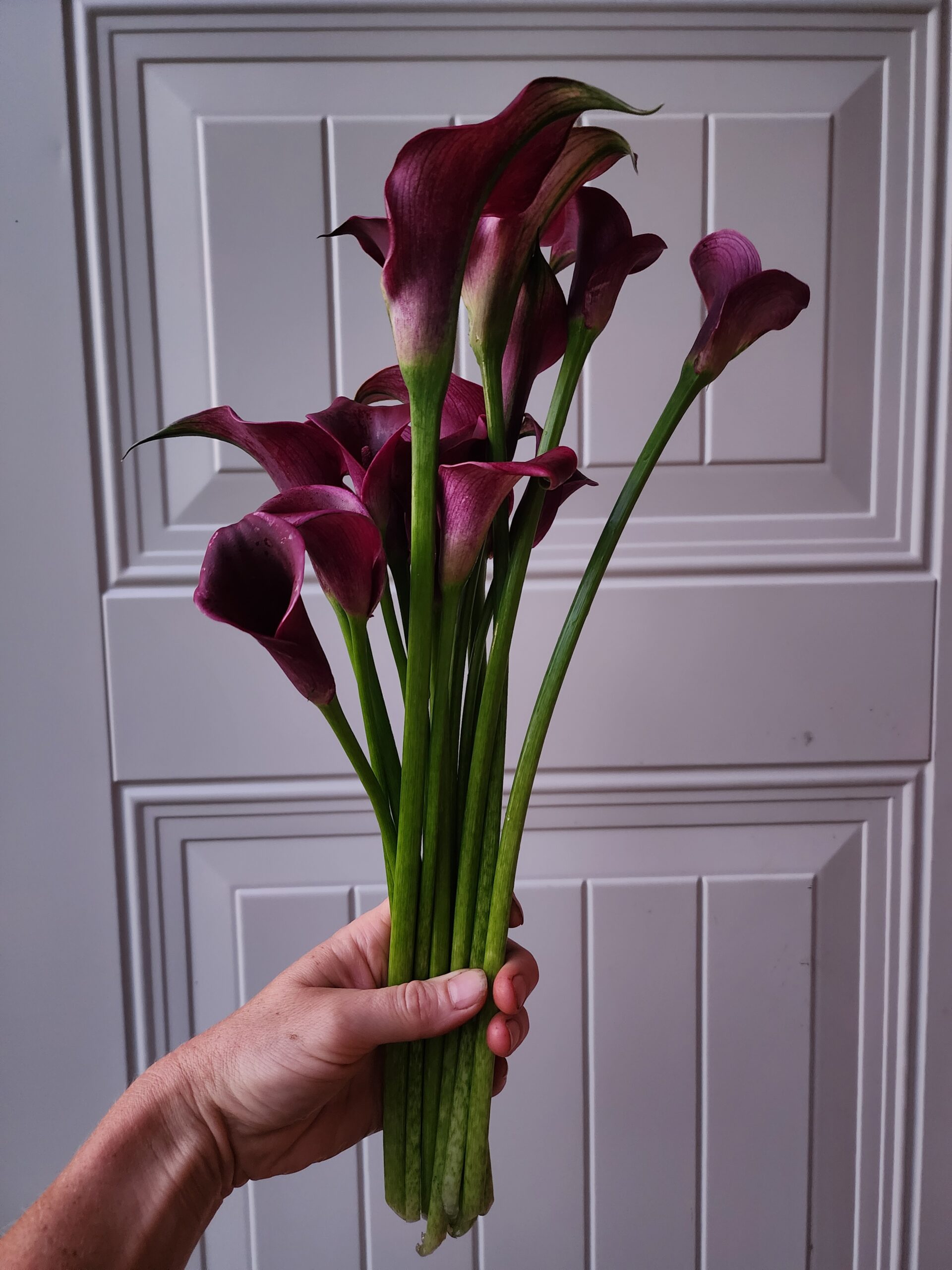 Calla Lily - Cantor
