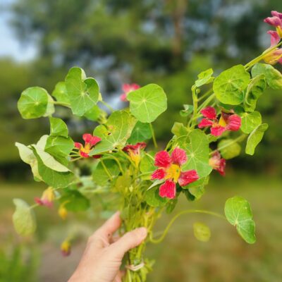 Nasturtium - Rose
