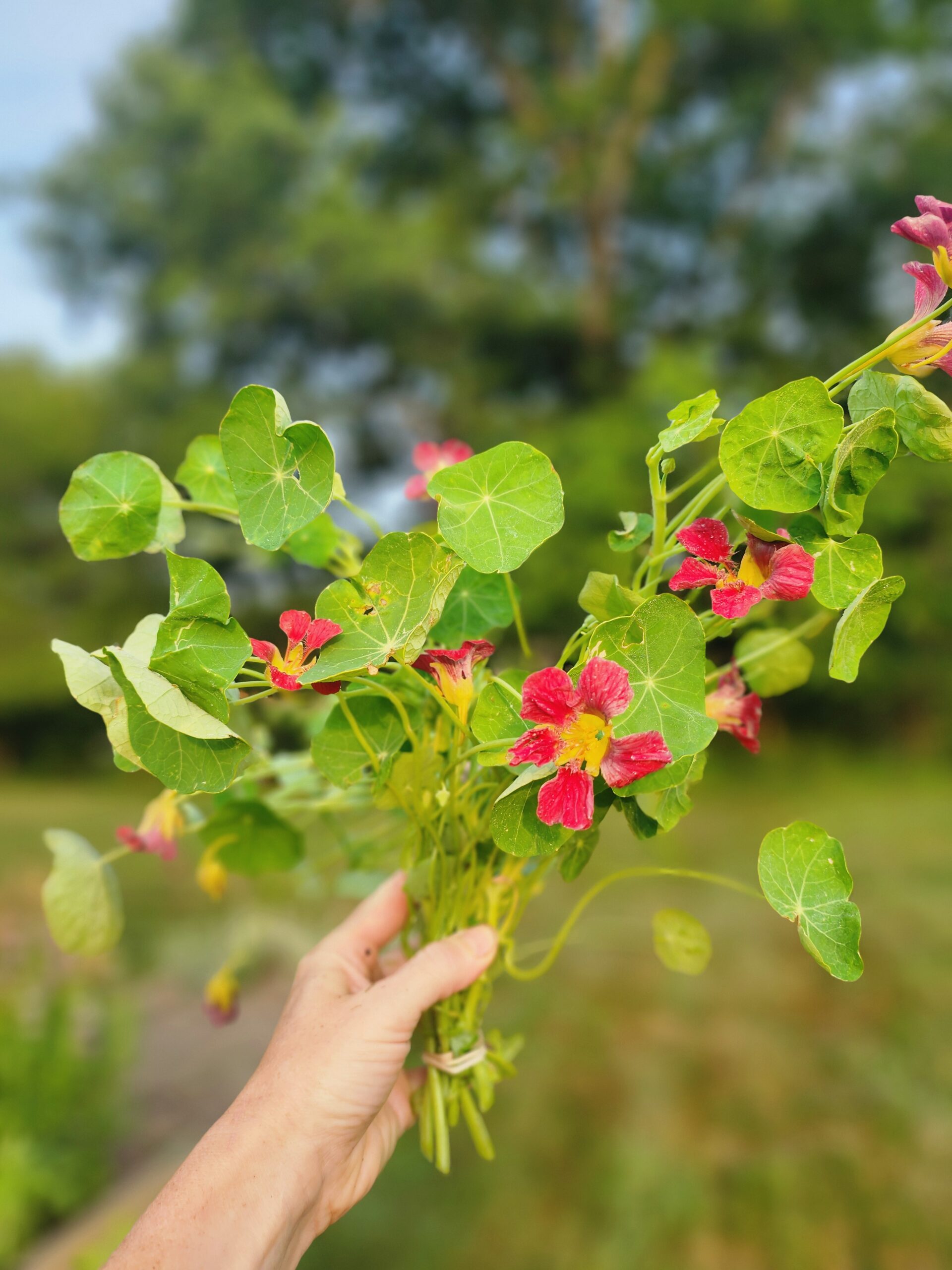 Nasturtium - Rose