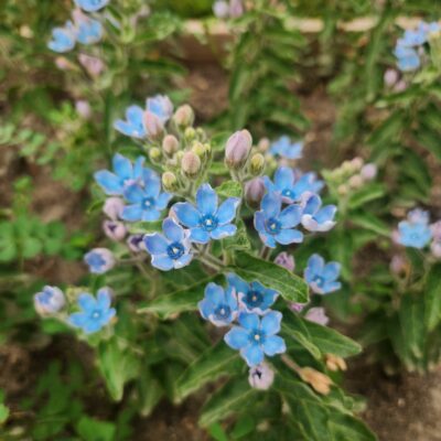Tweedia - Blue