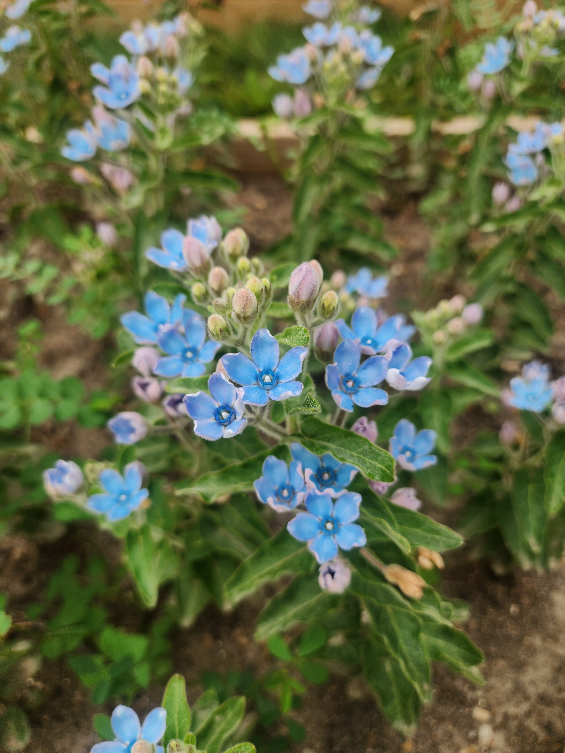 Tweedia - Blue