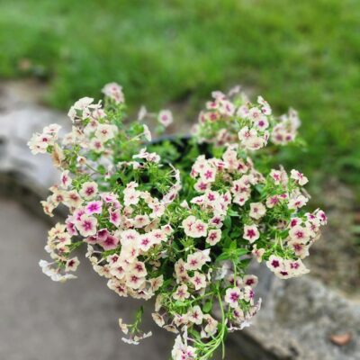 Cherry Caramel Phlox